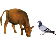 適合鳥類、幼崽